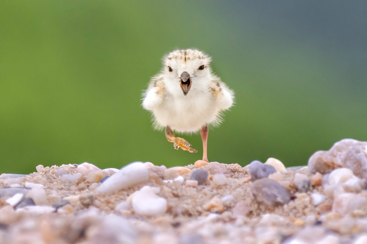 Piping Plover - Ashley Pichon