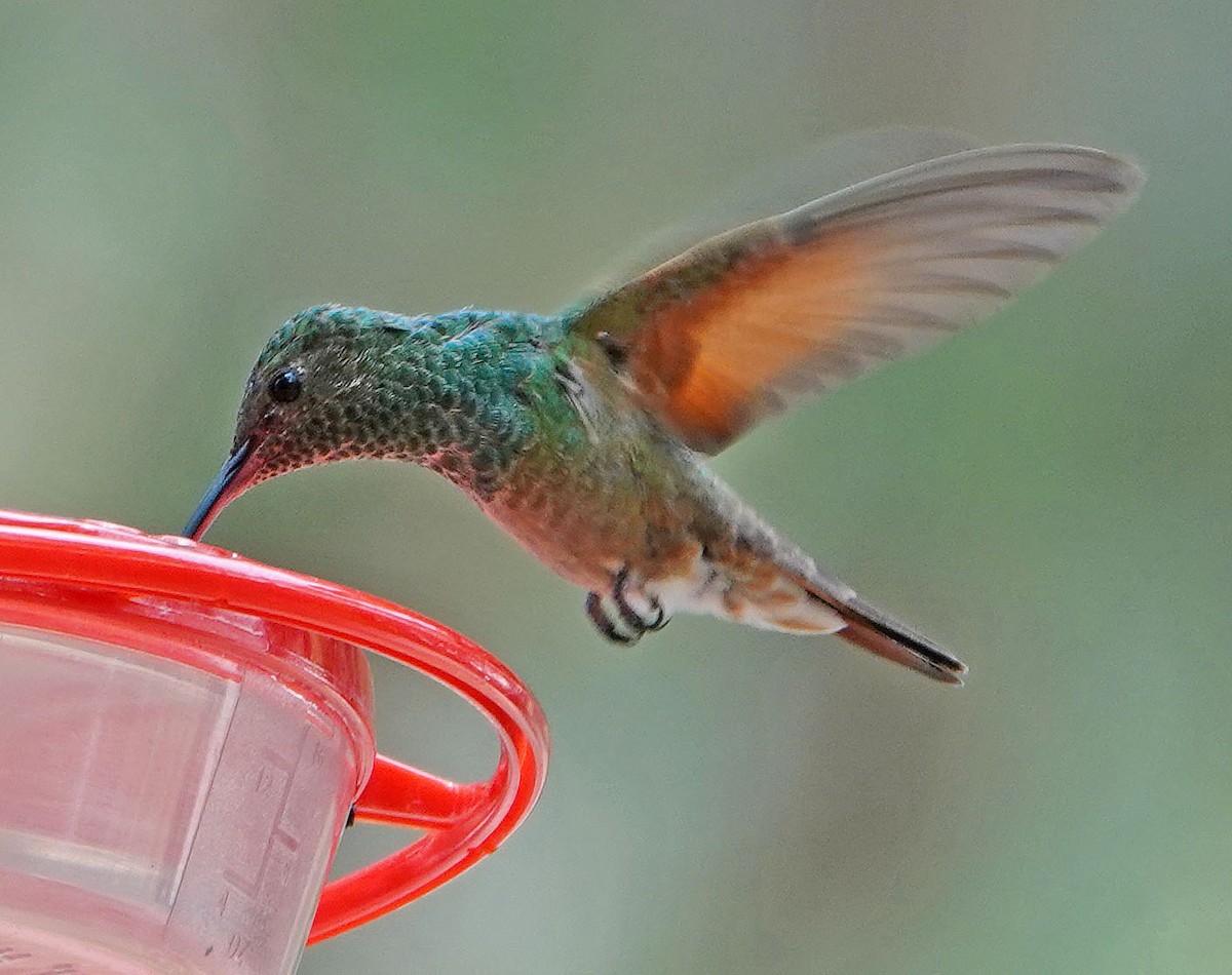 kolibřík mexický - ML620117485
