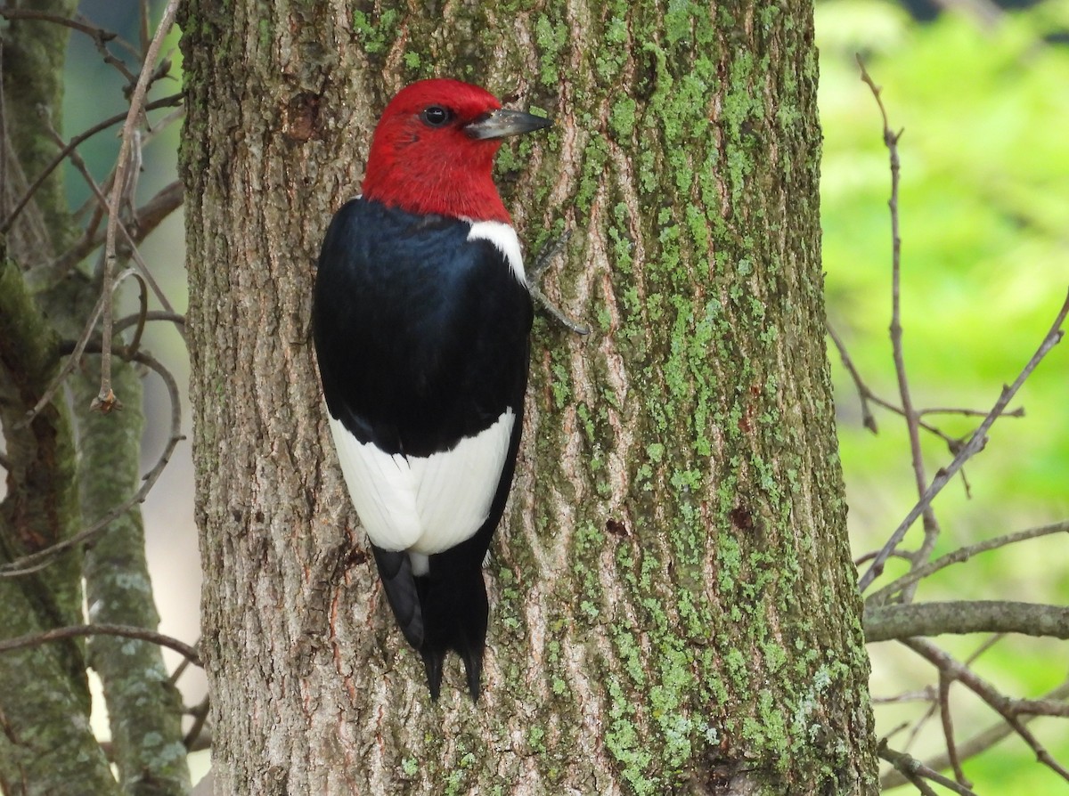 Red-headed Woodpecker - Kathy Springer