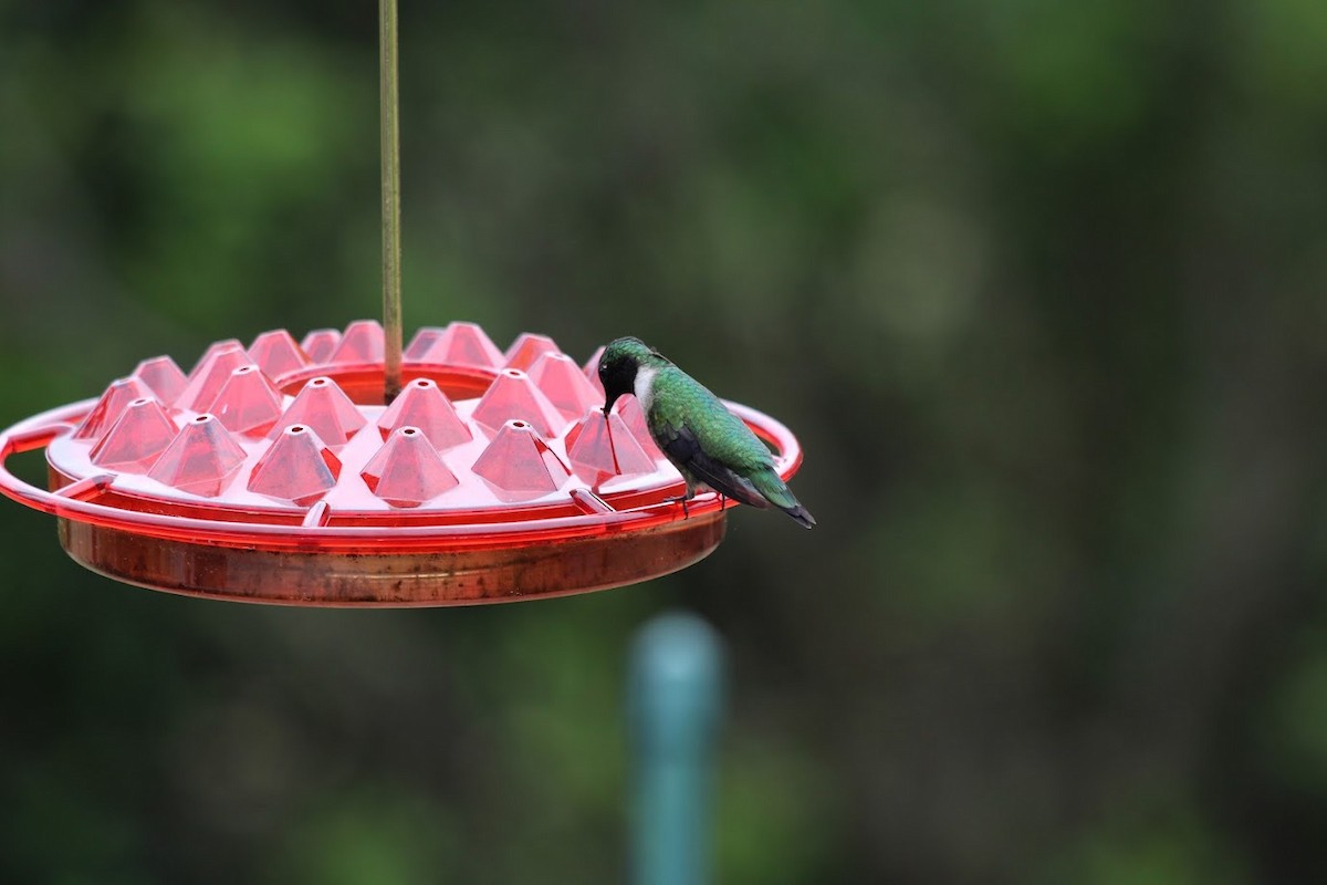 Ruby-throated Hummingbird - ML620117505