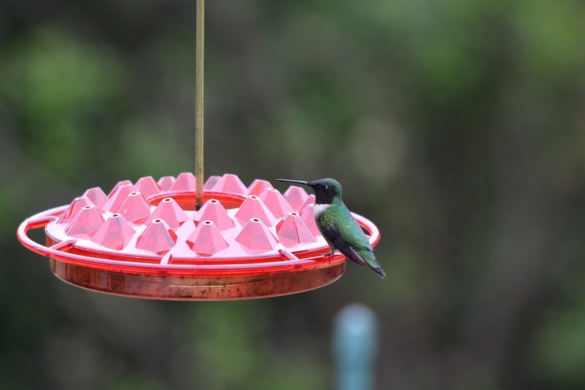 Ruby-throated Hummingbird - ML620117506