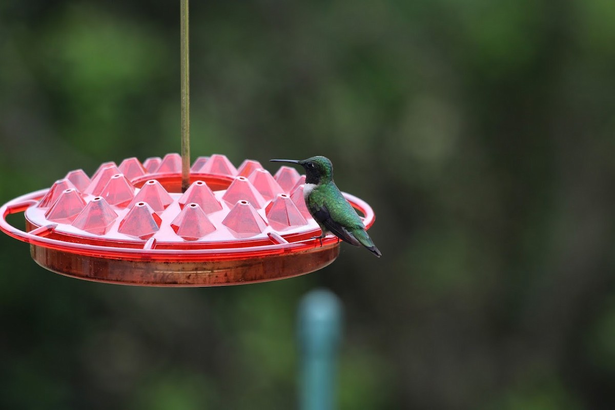 Ruby-throated Hummingbird - ML620117507