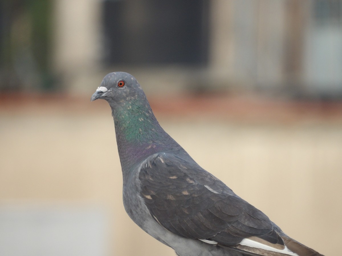 Rock Pigeon (Feral Pigeon) - ML620117509