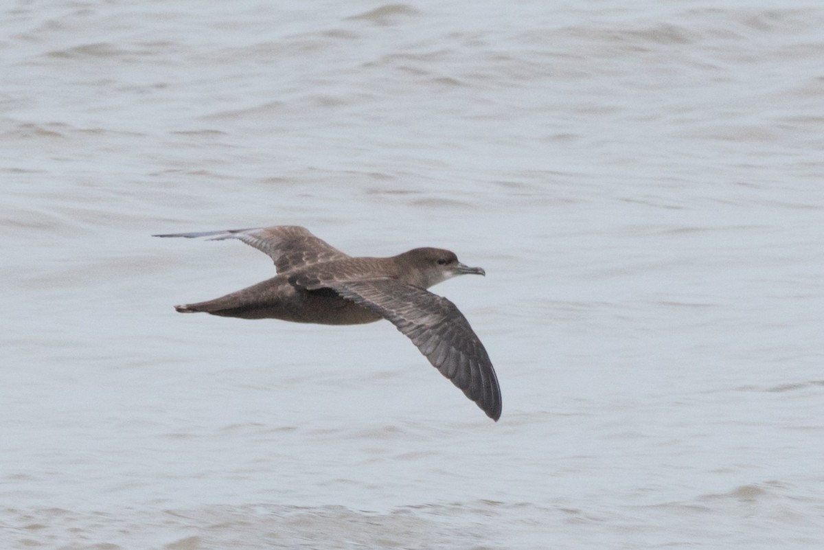 Short-tailed Shearwater - ML620117520