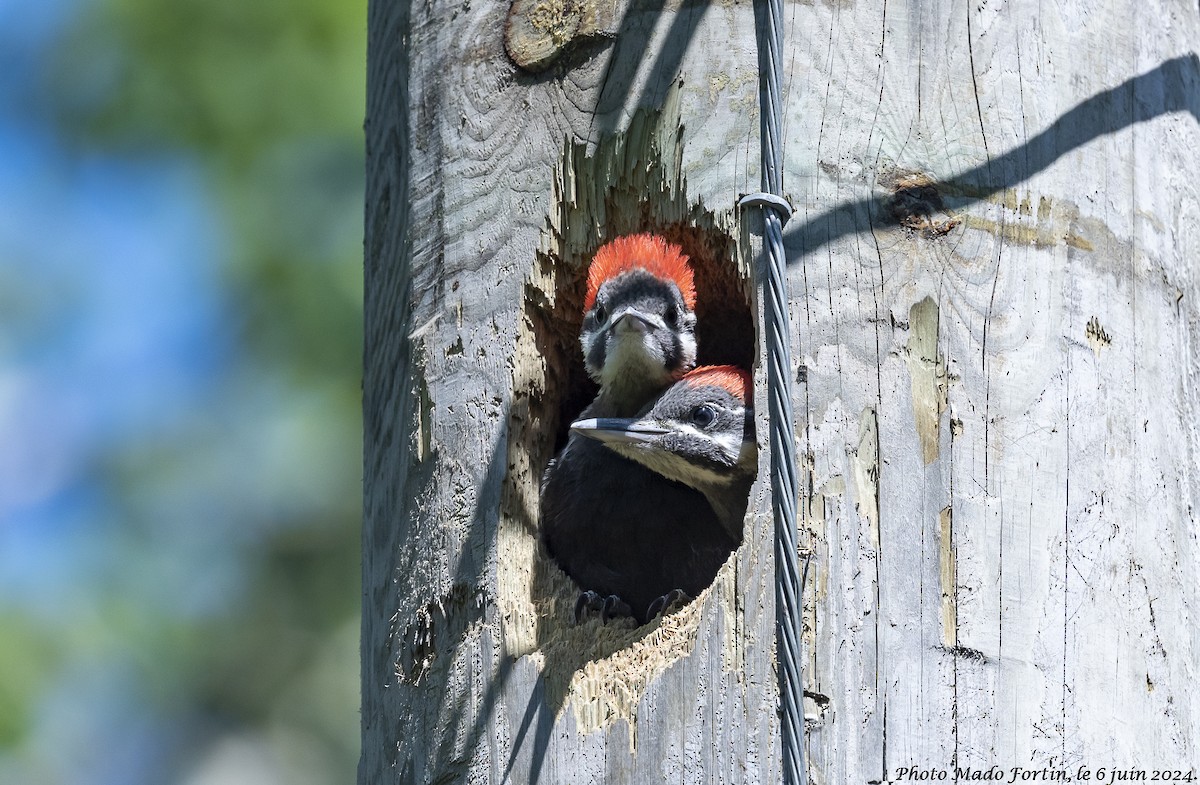 Pileated Woodpecker - ML620117529