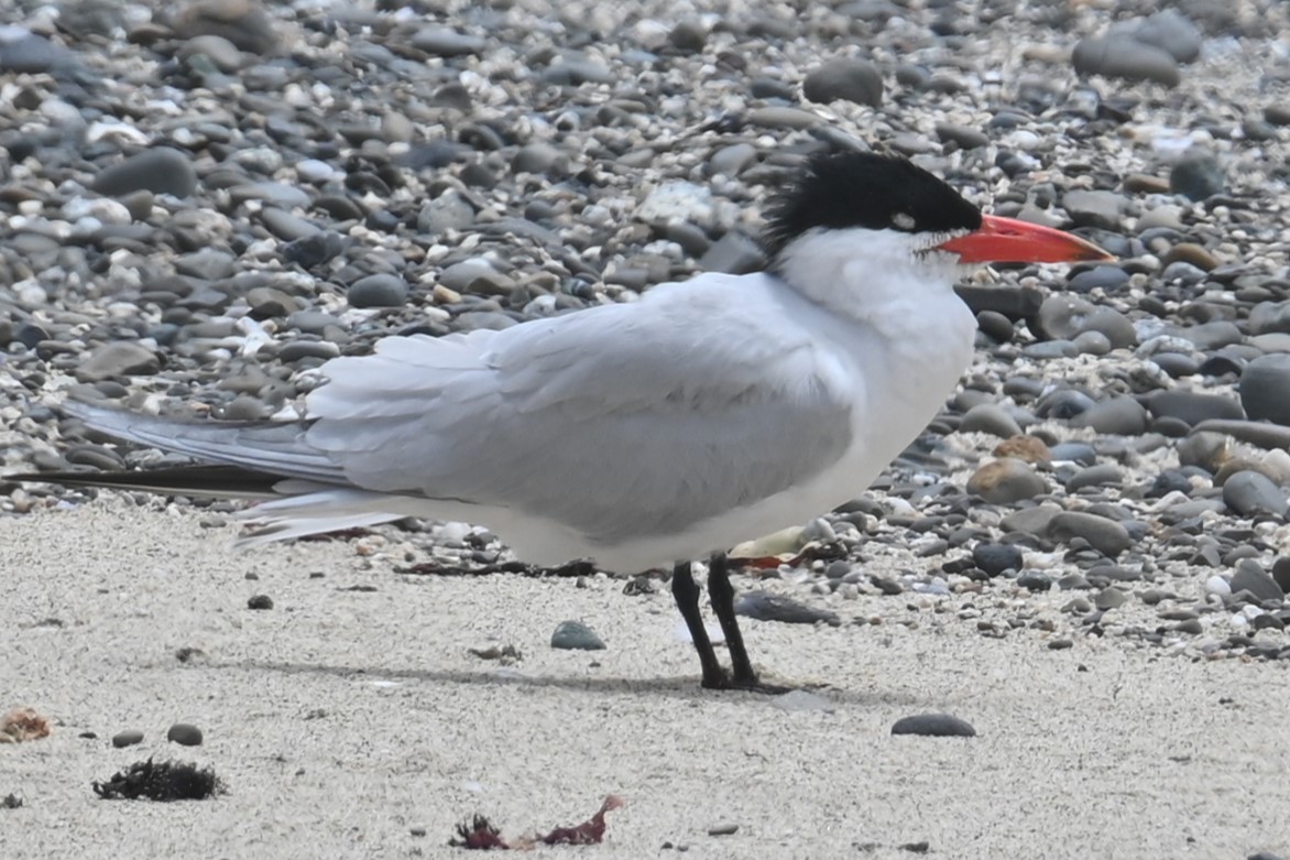 Caspian Tern - ML620117535