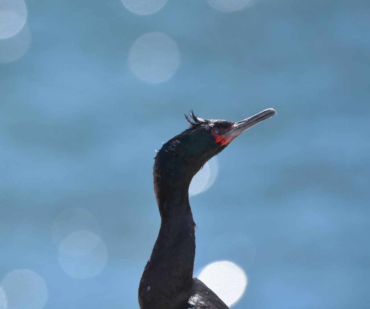 Pelagic Cormorant - ML620117538