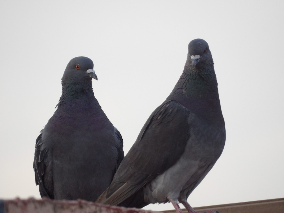 Rock Pigeon (Feral Pigeon) - ML620117550