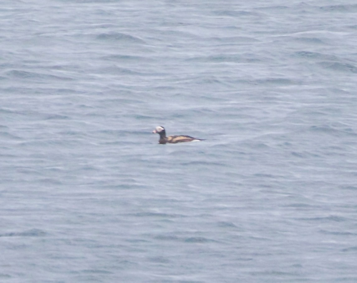 Long-tailed Duck - ML620117563