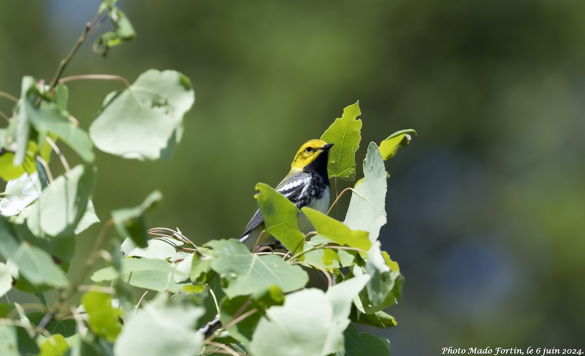 Black-throated Green Warbler - ML620117564