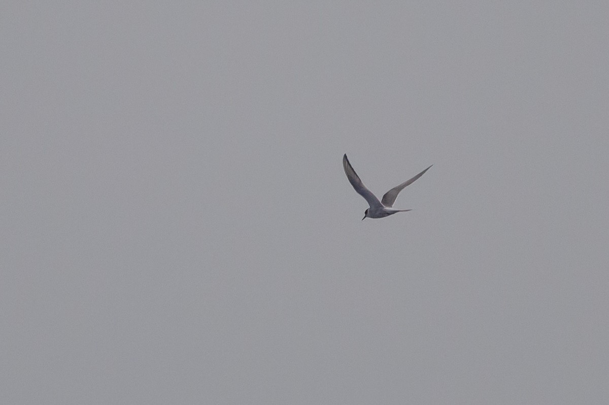 Arctic Tern - ML620117579