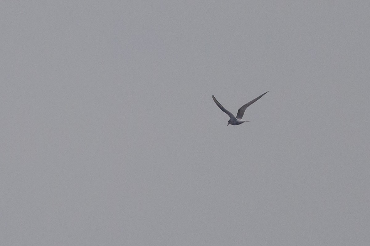 Arctic Tern - ML620117580