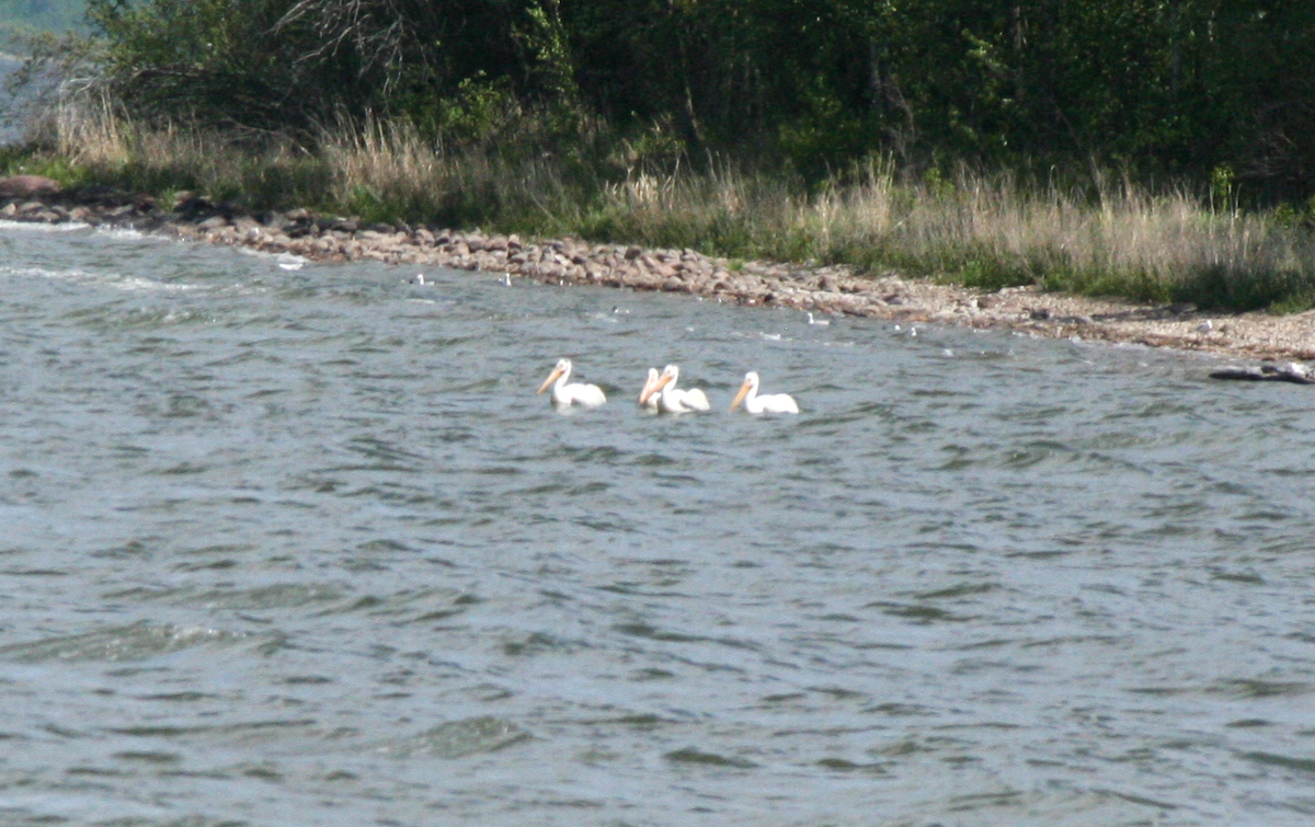 American White Pelican - ML620117584
