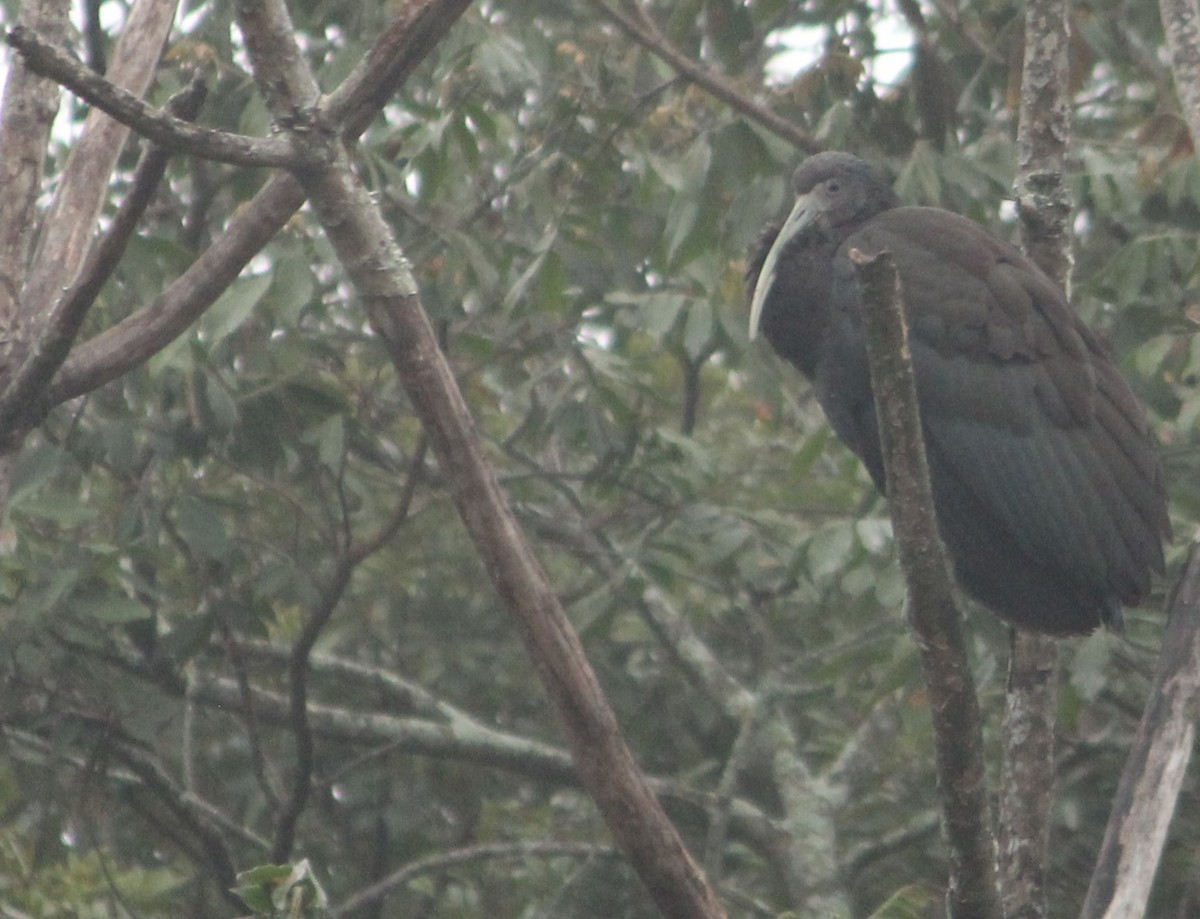 ibis zelený - ML620117589