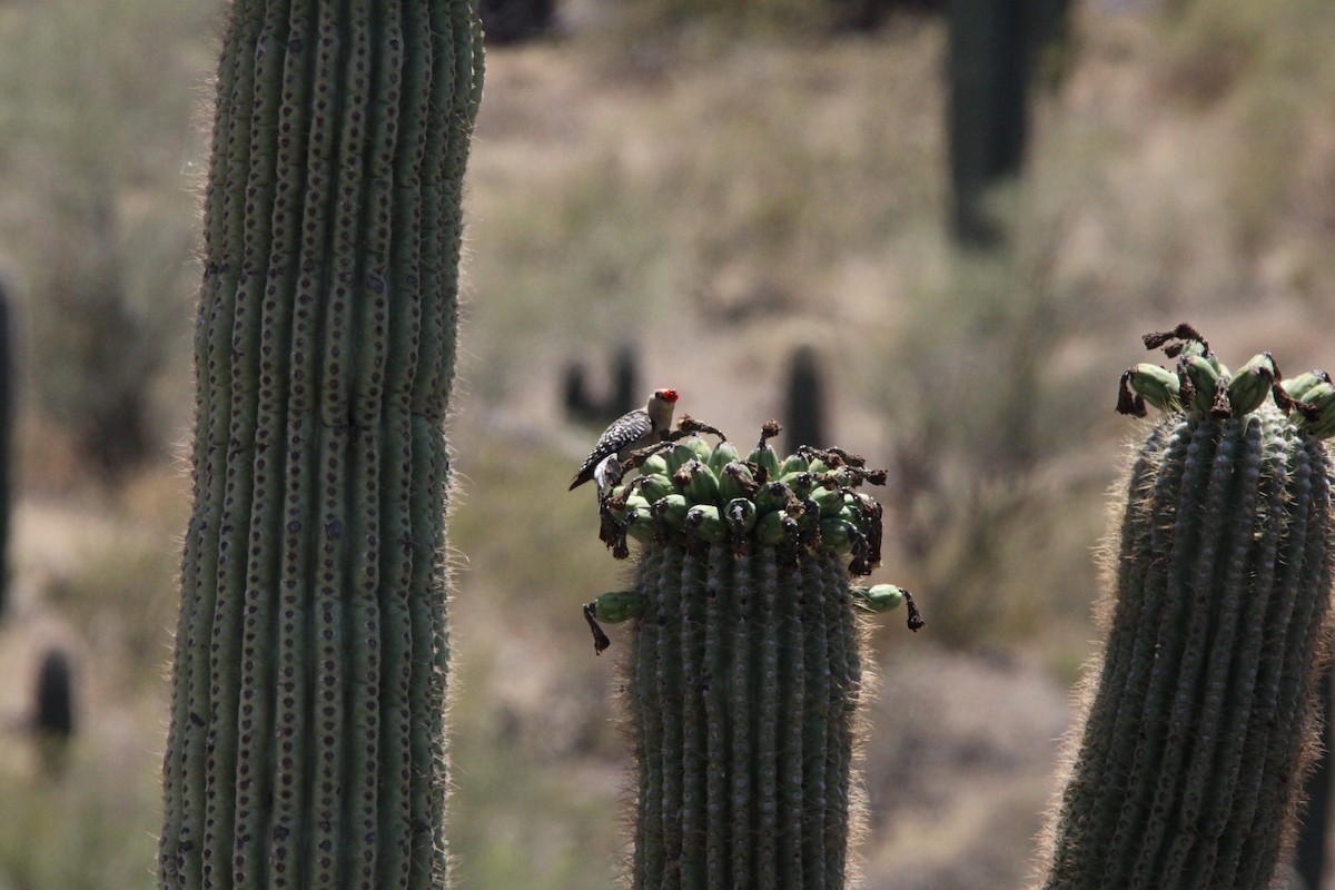 Pic des saguaros - ML620117591
