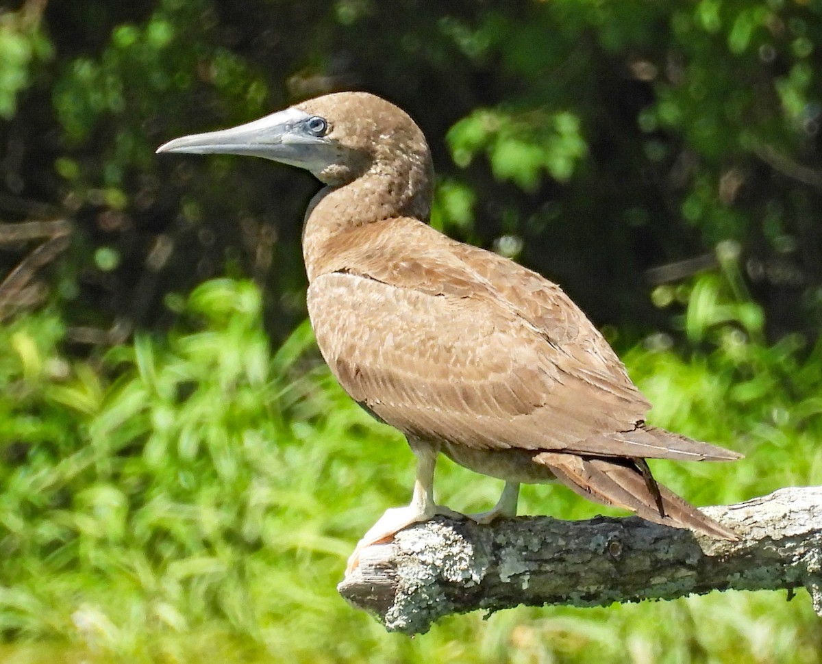 Brown Booby - ML620117594