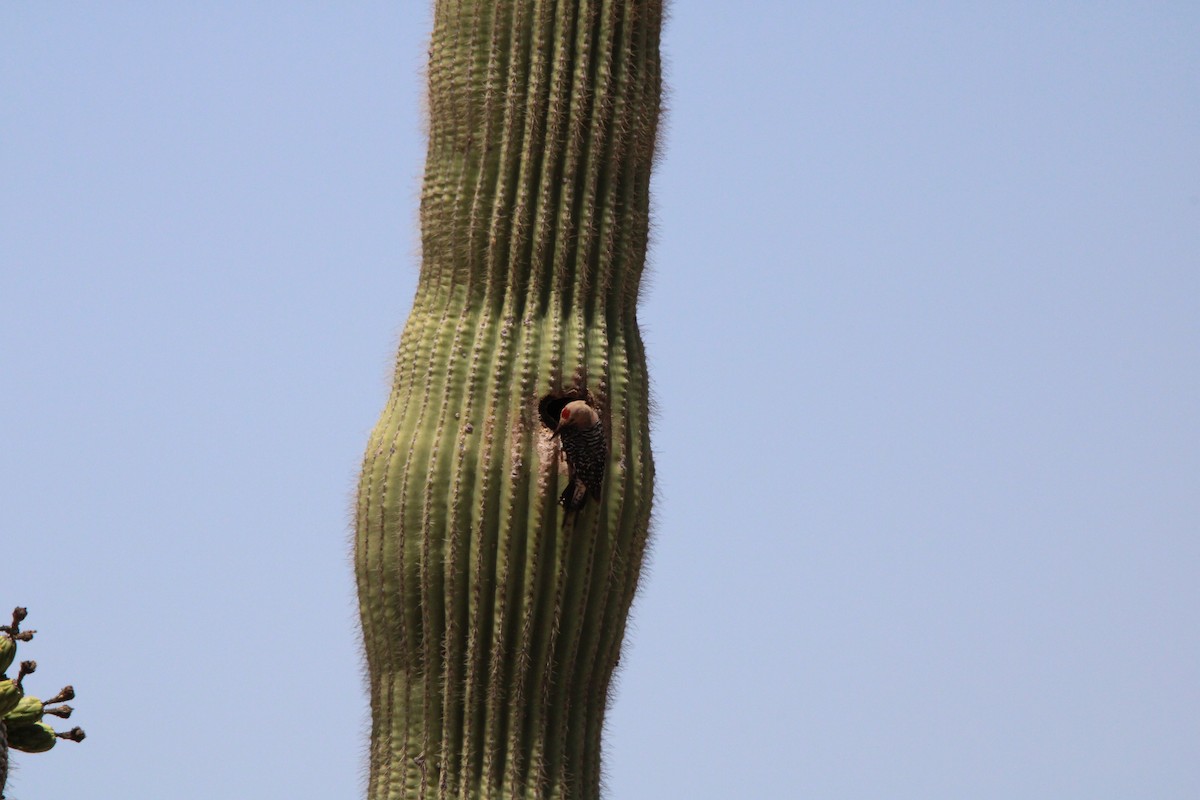 Pic des saguaros - ML620117596