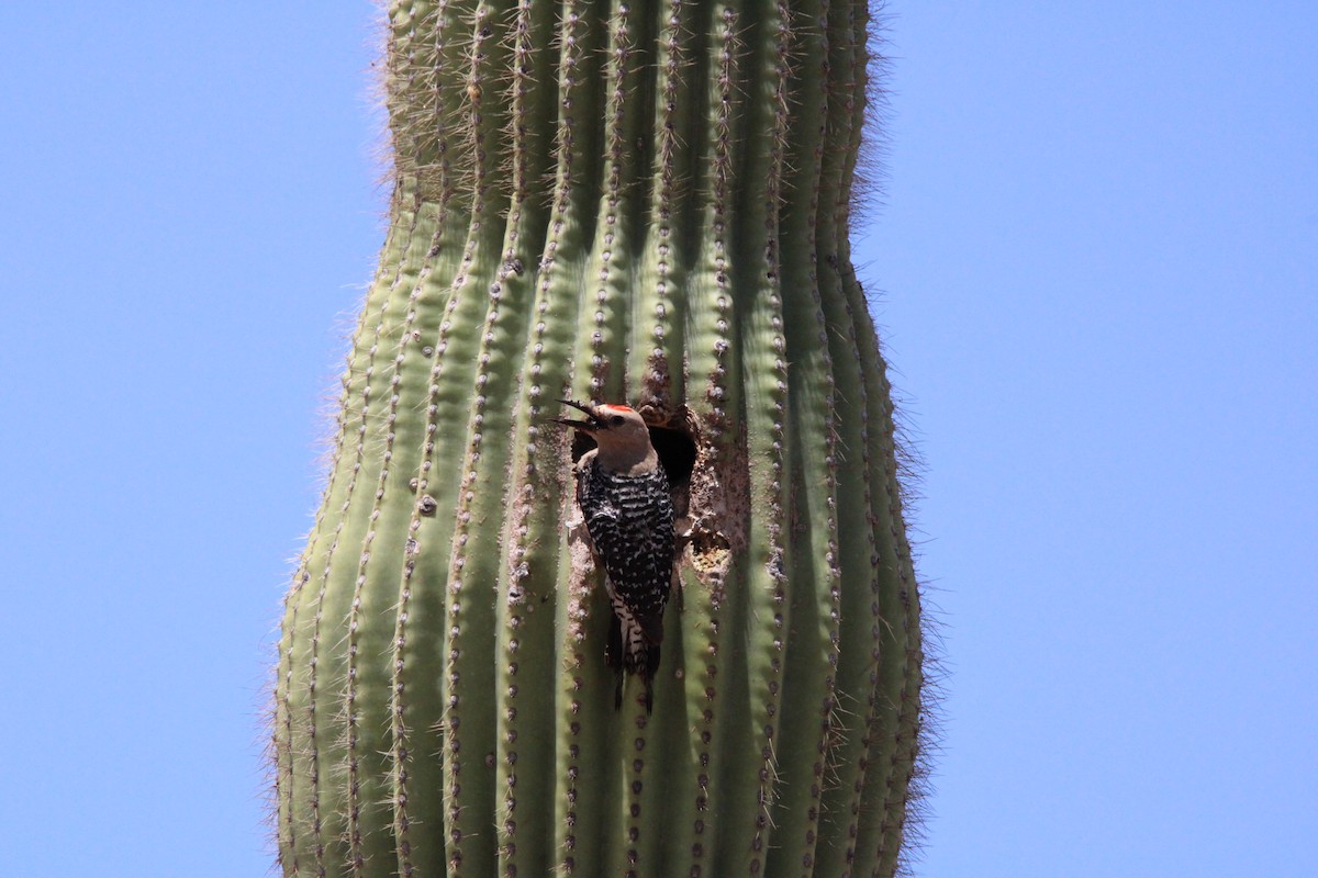 Pic des saguaros - ML620117597