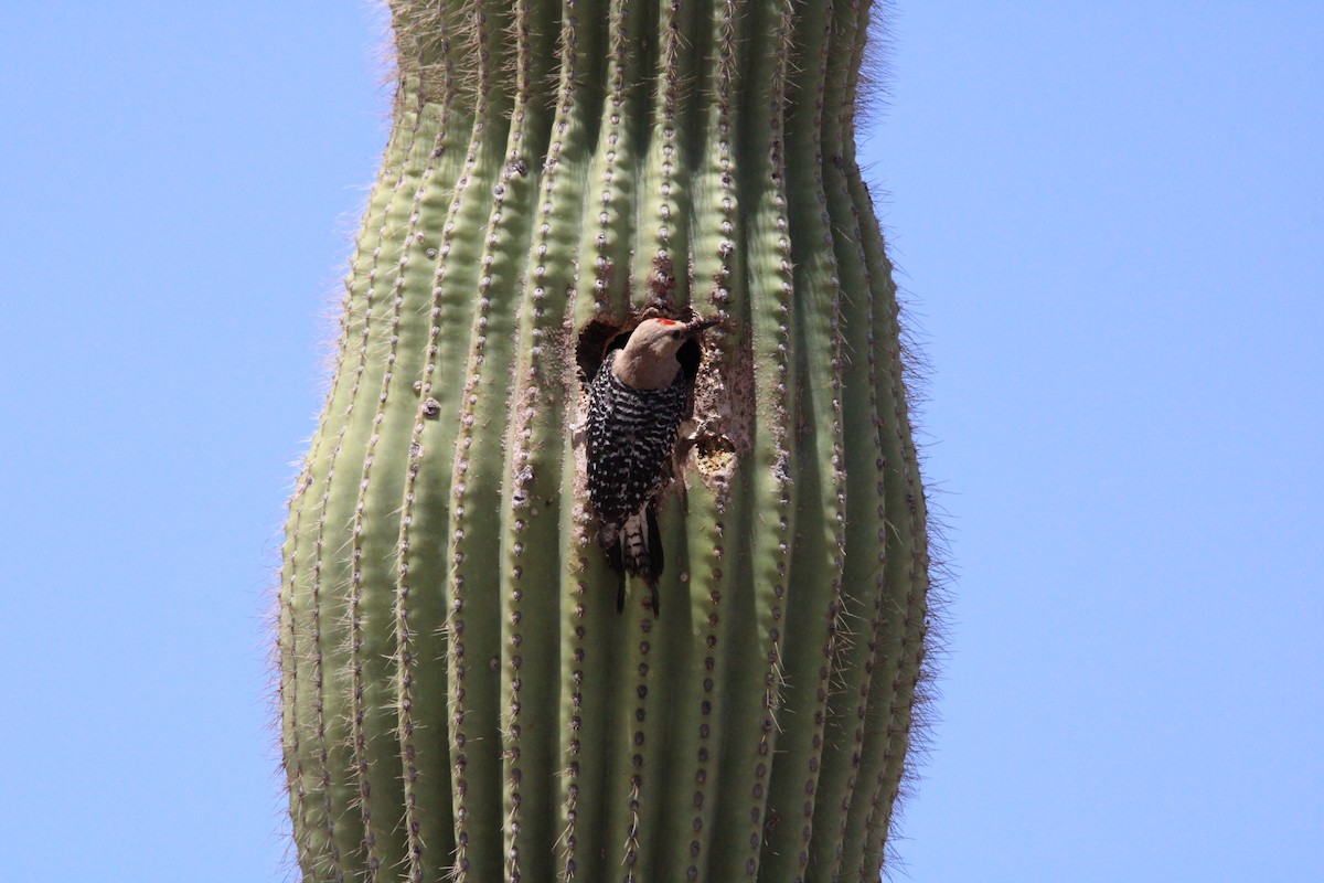 Pic des saguaros - ML620117598