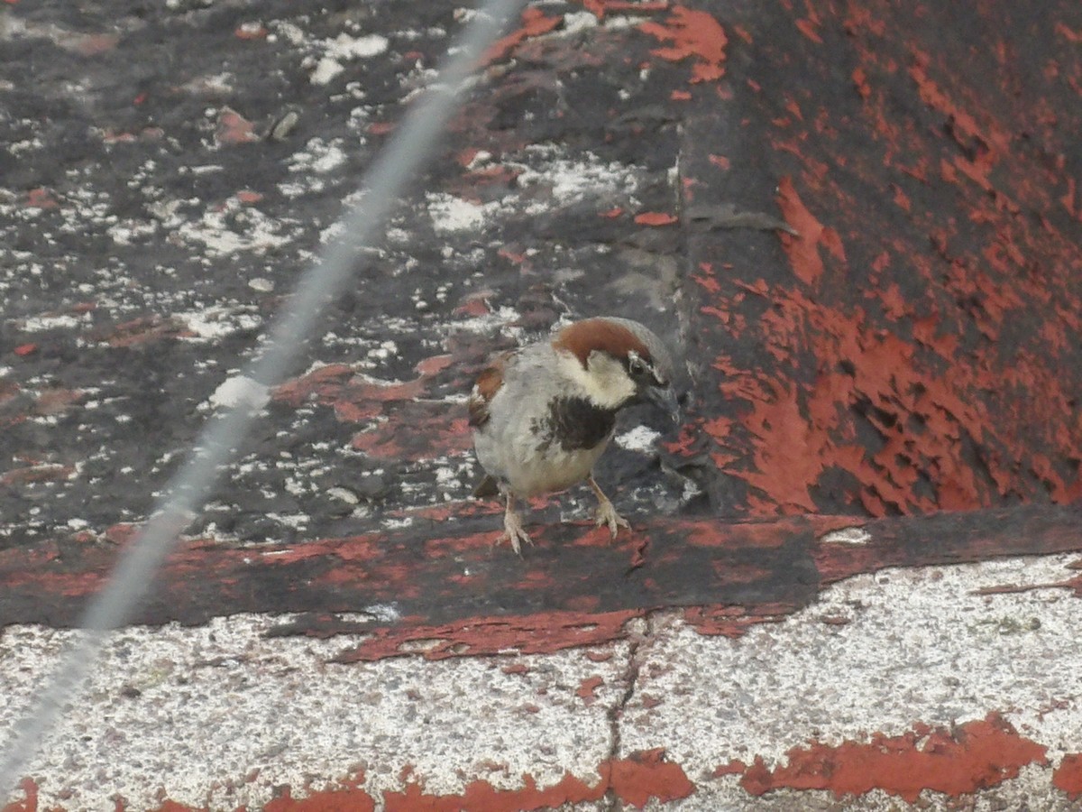 House Sparrow - ML620117601