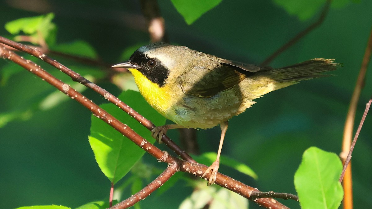 Common Yellowthroat - ML620117603