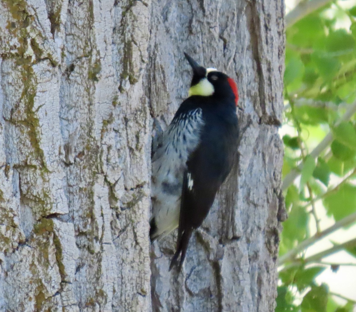 Acorn Woodpecker - ML620117622