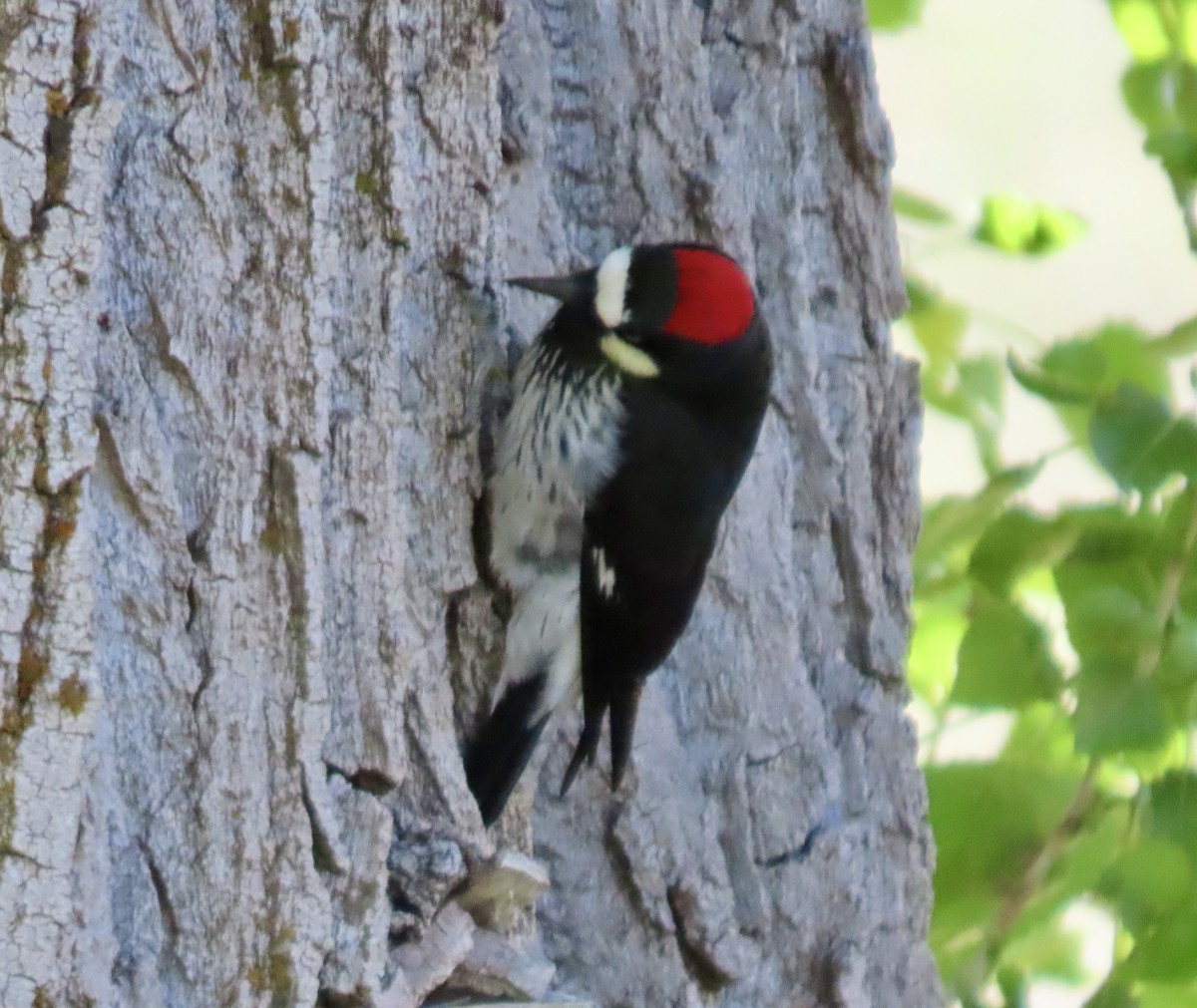 Acorn Woodpecker - ML620117623