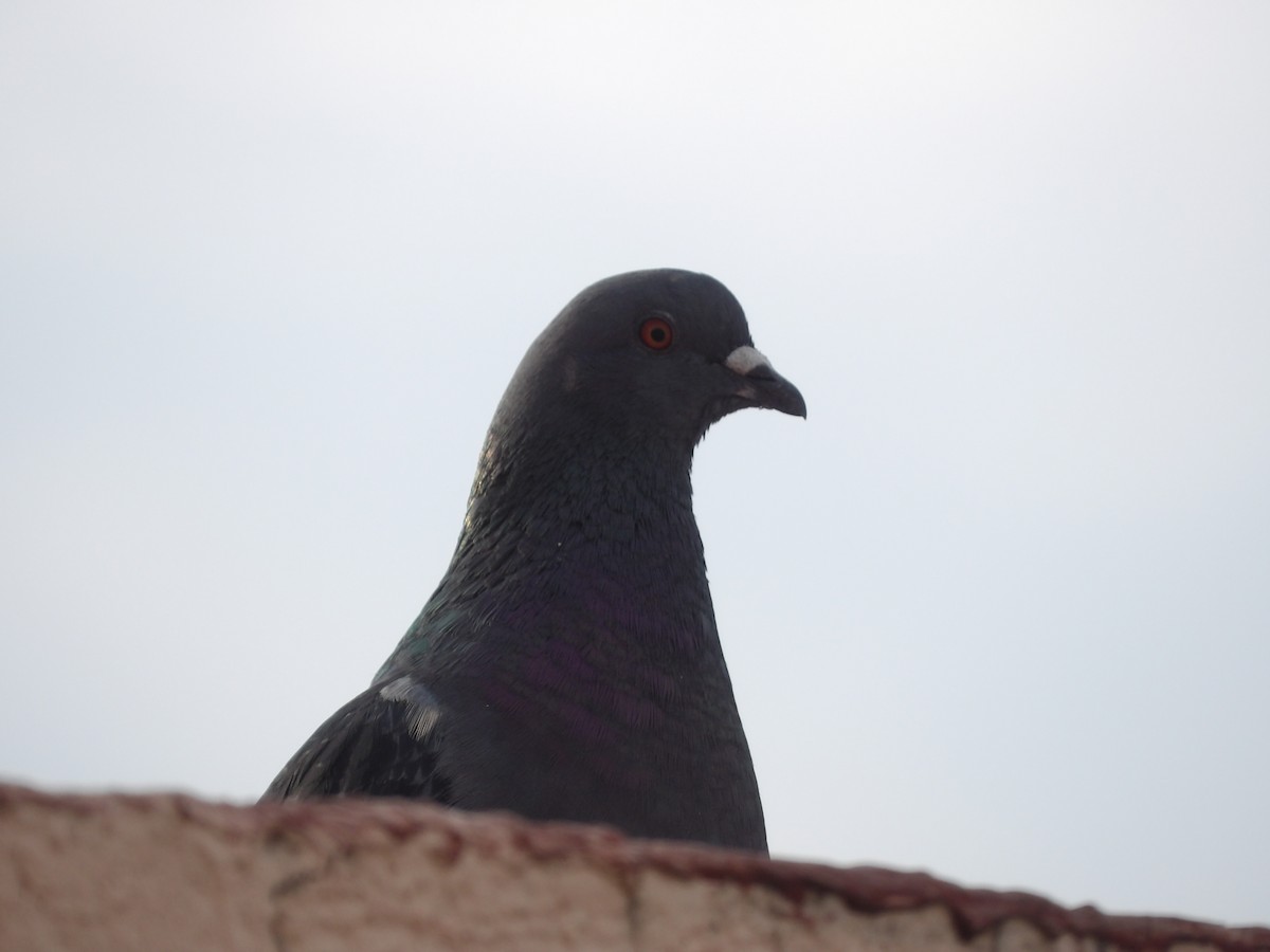Rock Pigeon (Feral Pigeon) - ML620117624