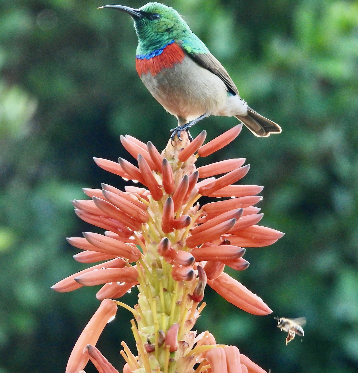 Southern Double-collared Sunbird - ML620117628