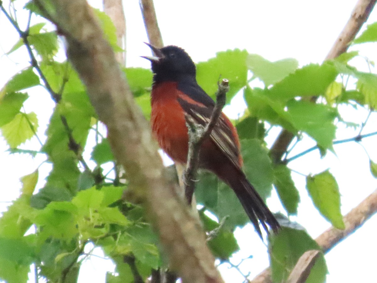 Orchard Oriole - ML620117638