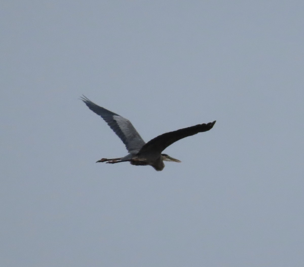 Great Blue Heron - ML620117642