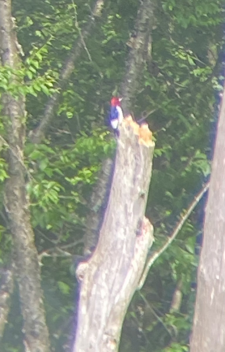 Red-headed Woodpecker - ML620117647