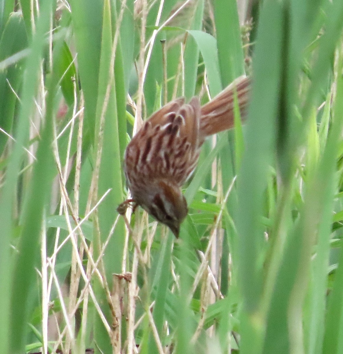 Song Sparrow - ML620117650