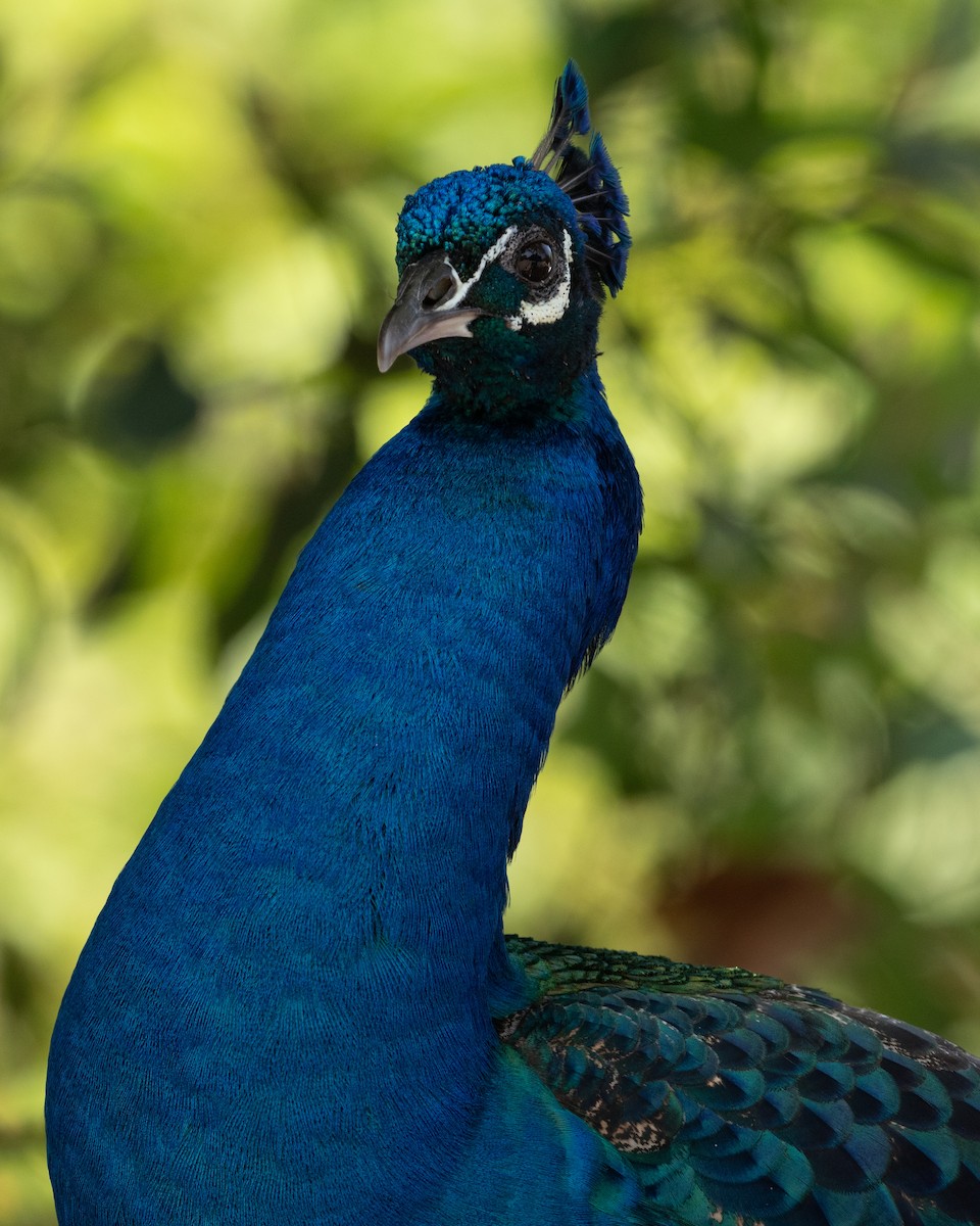 Indian Peafowl (Domestic type) - ML620117668