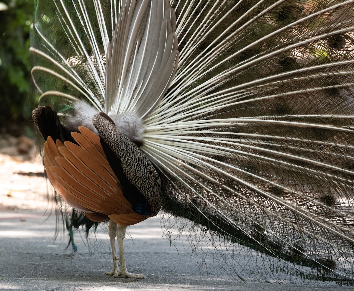 Indian Peafowl (Domestic type) - ML620117670