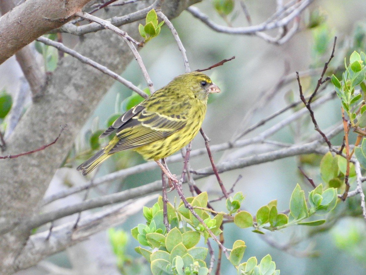 Forest Canary - ML620117682