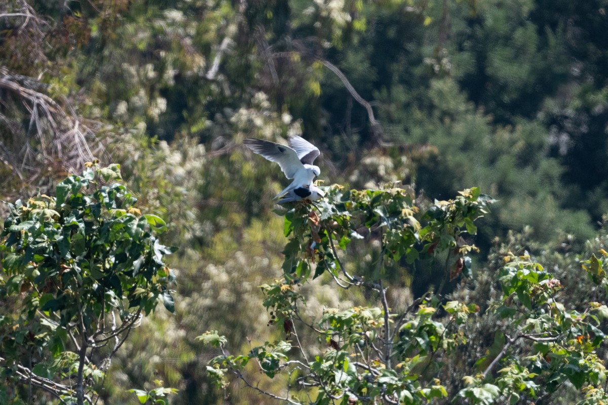 White-tailed Kite - ML620117683