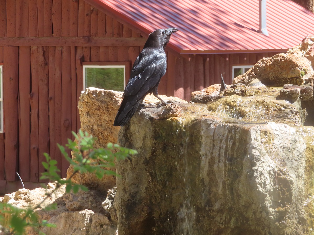 Common Raven - ML620117689