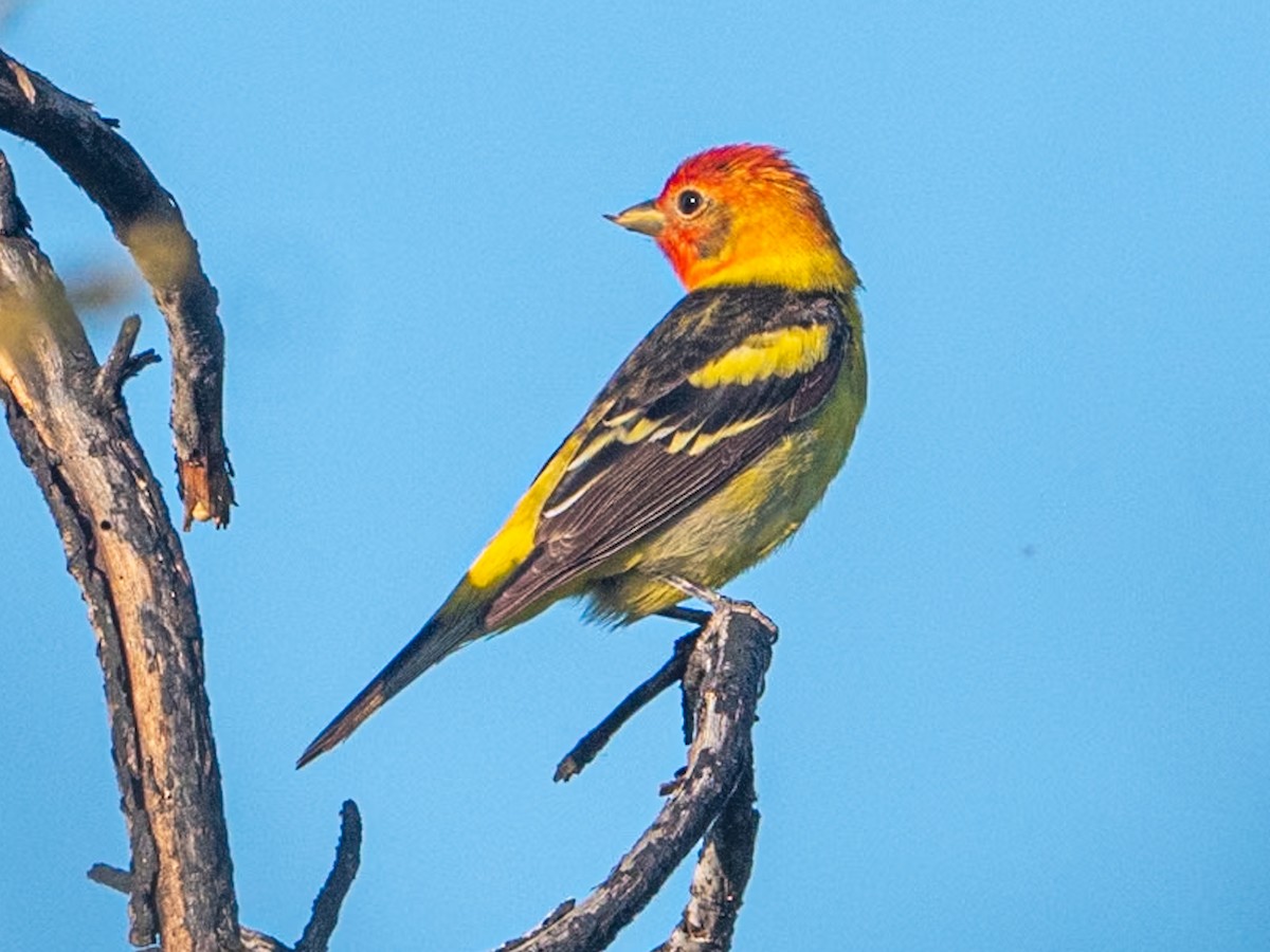 Western Tanager - ML620117710