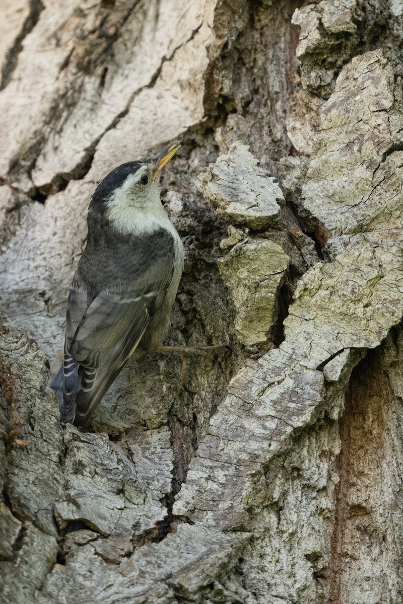White-breasted Nuthatch - ML620117717