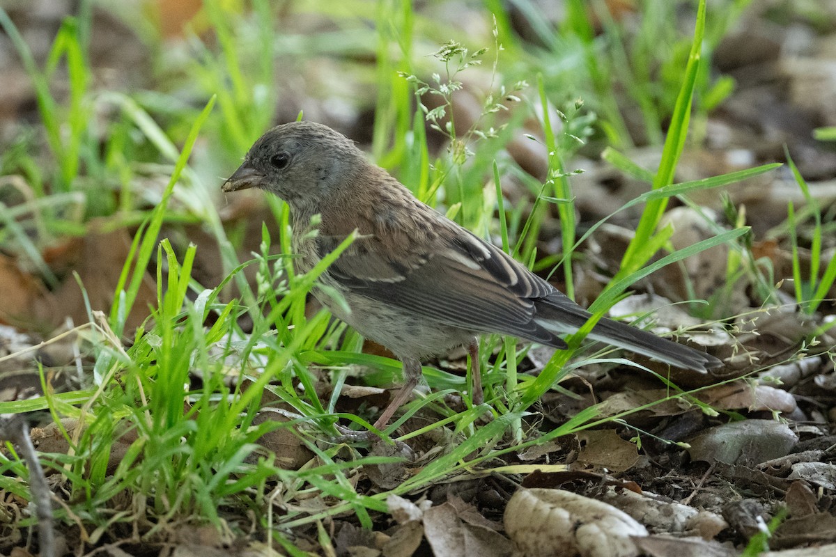 Junco ardoisé - ML620117719