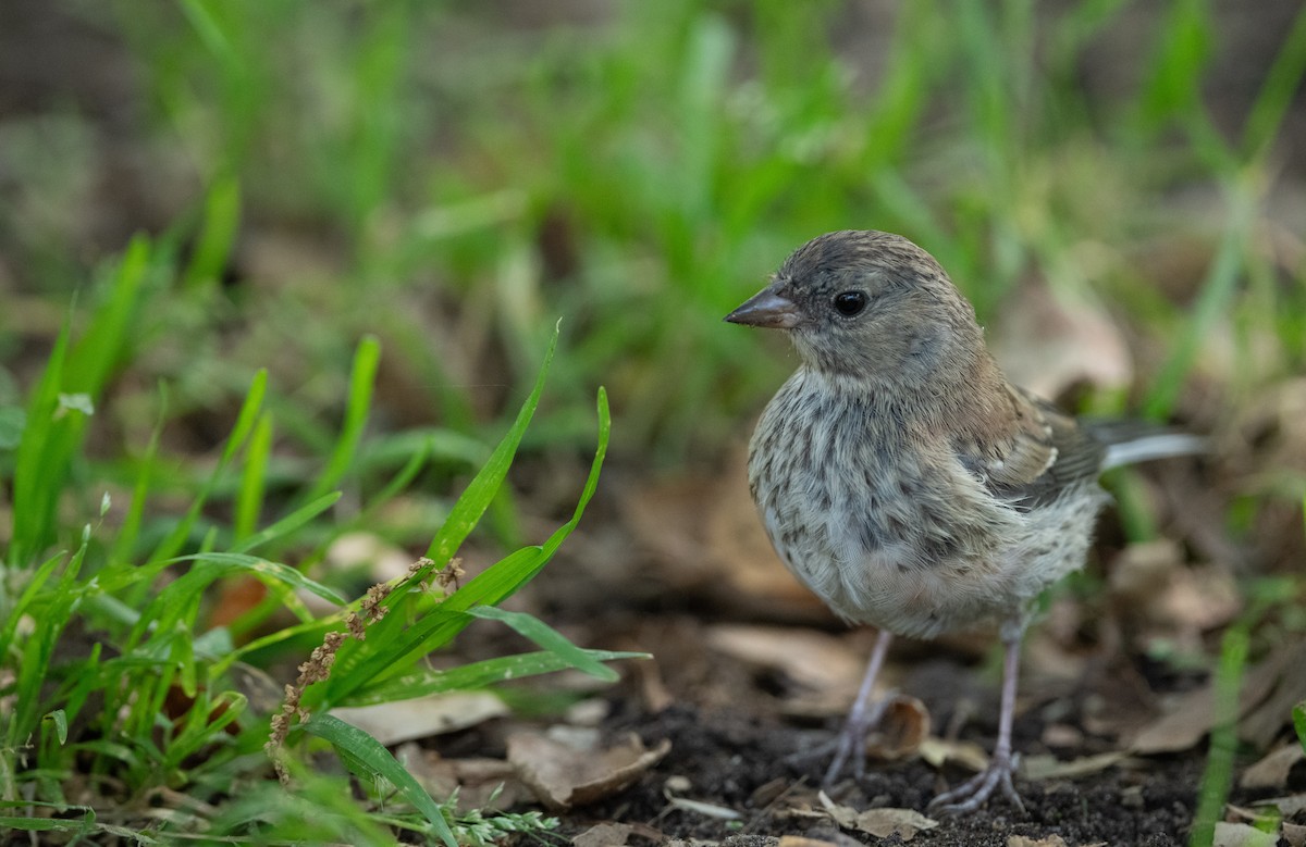 Dark-eyed Junco - ML620117720