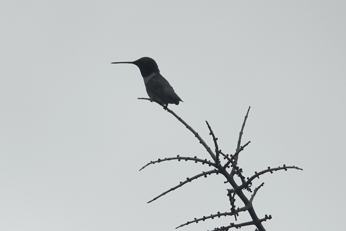Black-chinned Hummingbird - ML620117721
