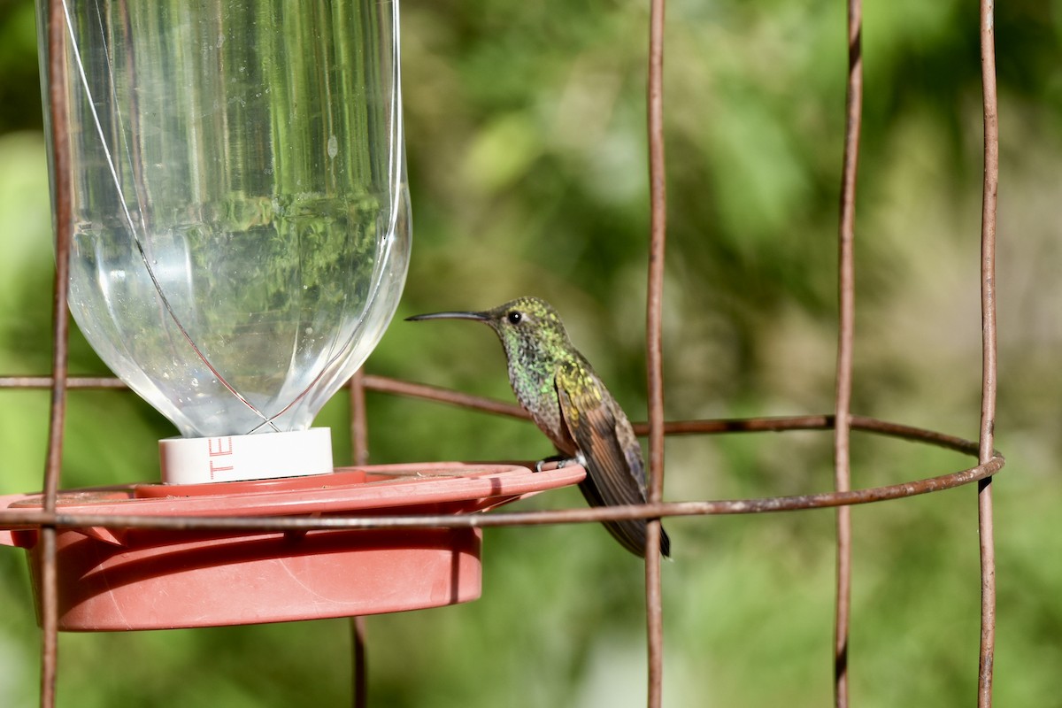 beryllkolibri - ML620117725