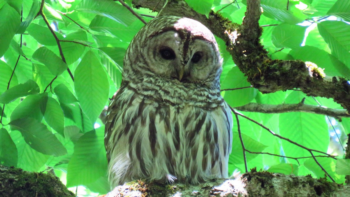 Barred Owl - ML620117756