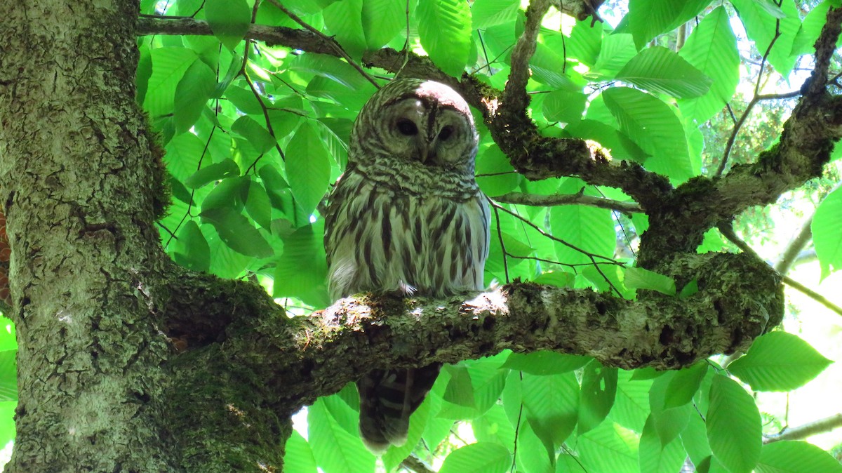 Barred Owl - ML620117757