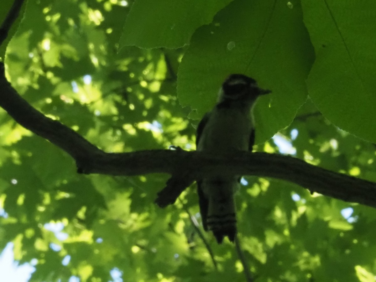 Downy Woodpecker - ML620117791