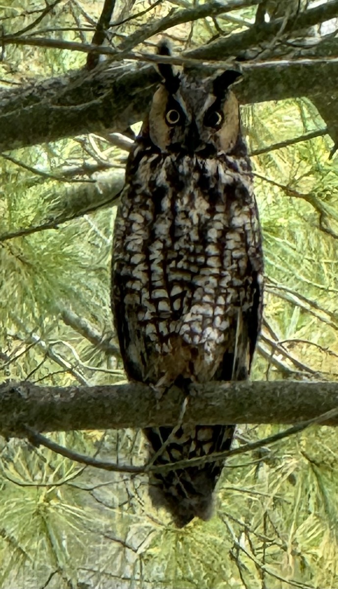 Long-eared Owl - ML620117799