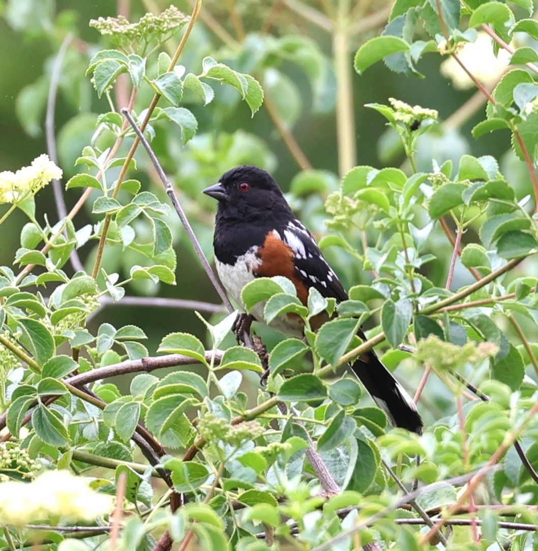 Spotted Towhee - ML620117817