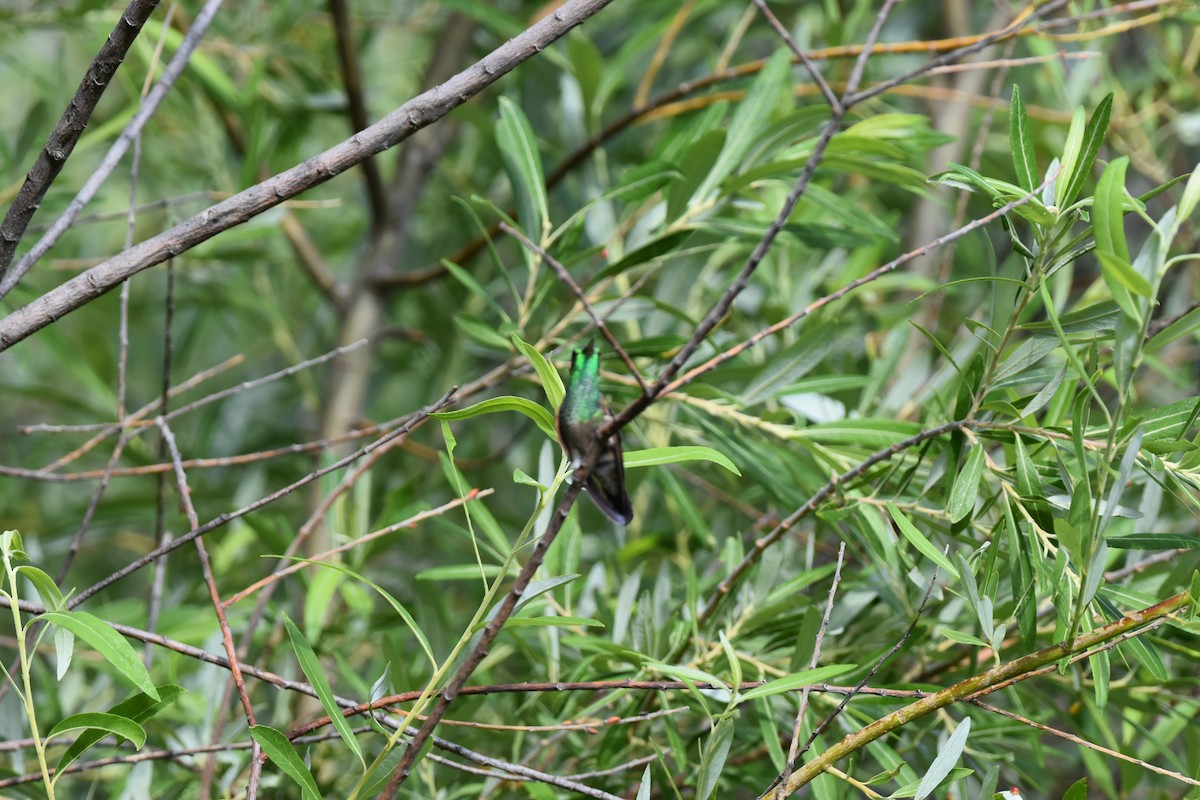 kolibřík mexický - ML620117819